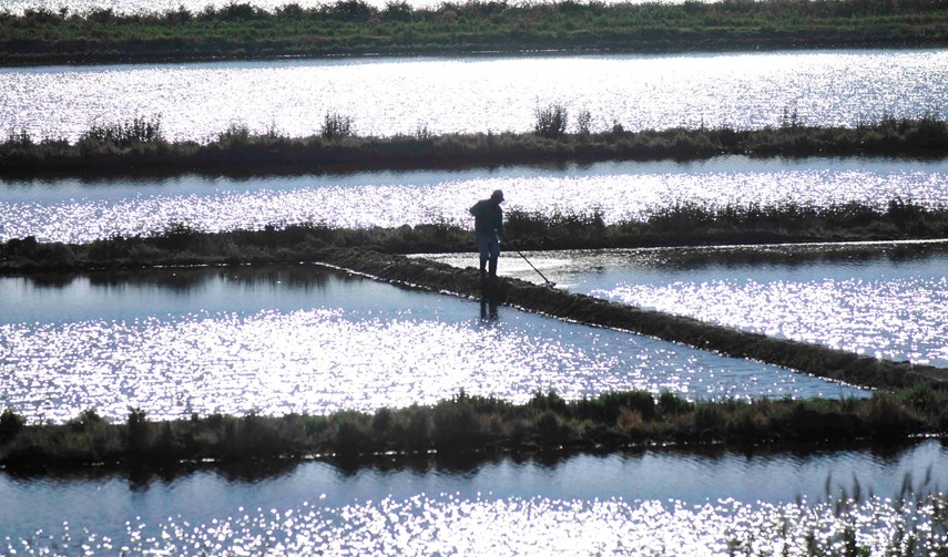 Rice Fields